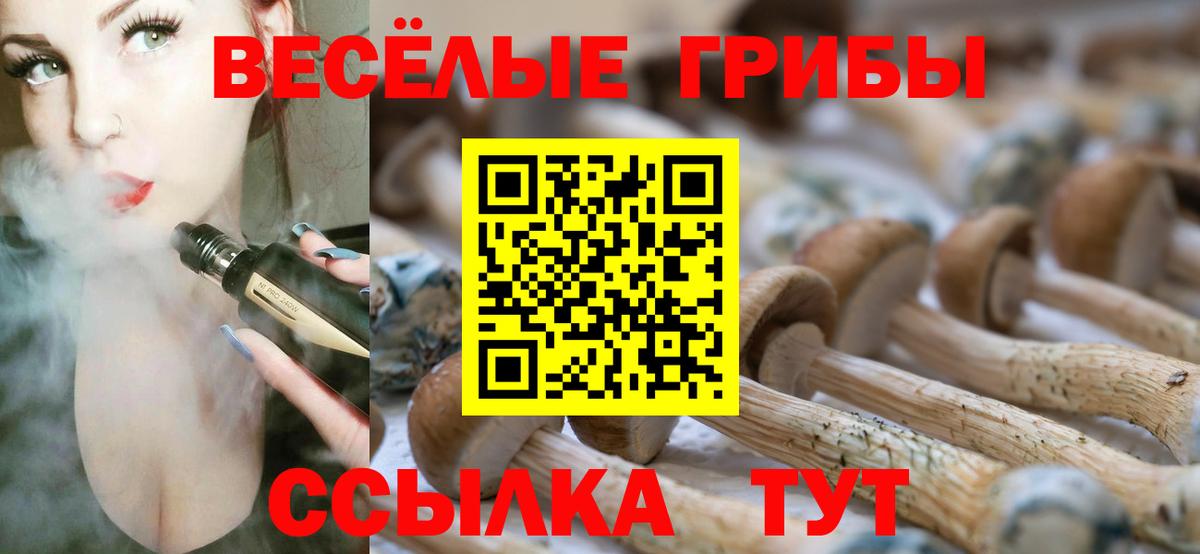 Славгород  Галлюциногенные грибы прущие грибы  Вход с VPN 